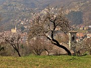 33 Da ciliegi in fiore Chiesetta di S. Antonio a dx e Chiesa di S. Lorenzo di Zogno a sx